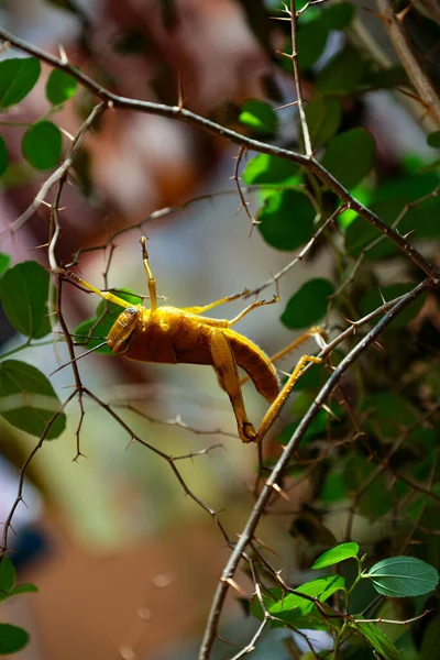 Yellow Grasshopper Backyard Tree — Stok fotoğraf