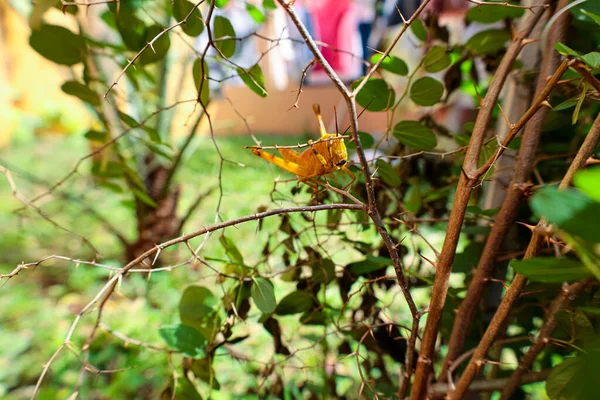 Желтый Кузнечик Дереве Дворе — стоковое фото