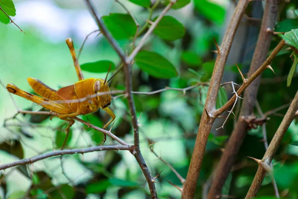 Yellow Grasshopper Backyard Tree — Stok fotoğraf