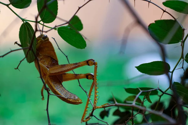 Yellow Grasshopper Backyard Tree — 图库照片