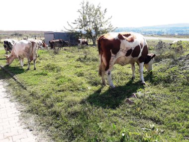 Türkiye 'nin Caycuma ilçesinde inekler yol kenarında otlanıyor.