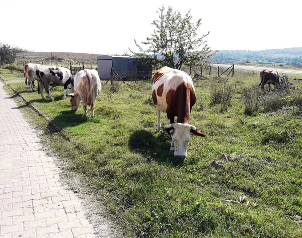 Foto Capturó Las Vacas Comiendo Hierba Cima Montaña Zonguldak Turquía — Foto de Stock