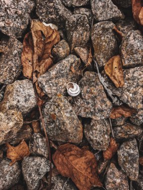 Gri çakıl taşlarının arasında yalnız bir kabuk