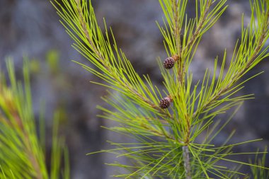 Yeni çam ağaçlarının dallarını kapatın. Bahar çiçeği arkaplanı.