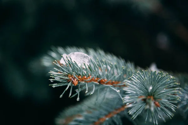 Zblízka Jedle Větve Vodě Kapky Pokryté Tání Sněhu Skutečné Jaro — Stock fotografie