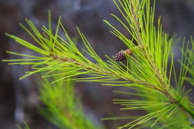 Yeni çam ağaçlarının dallarını kapatın. Bahar çiçeği arkaplanı