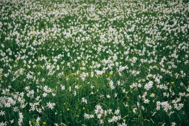 Doğal düzlüklerdeki doğal yaşam alanında çiçekli, dar yaprak narsisleri. Ünlü Narcissus Valley, UNESCO 'nun uluslararası biyosfer rezervleri ağı. Ukrayna.