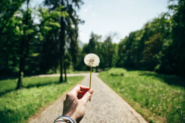 Young Woman Hand Holding White Dandelion Front Camera Green Park — Stock Photo, Image
