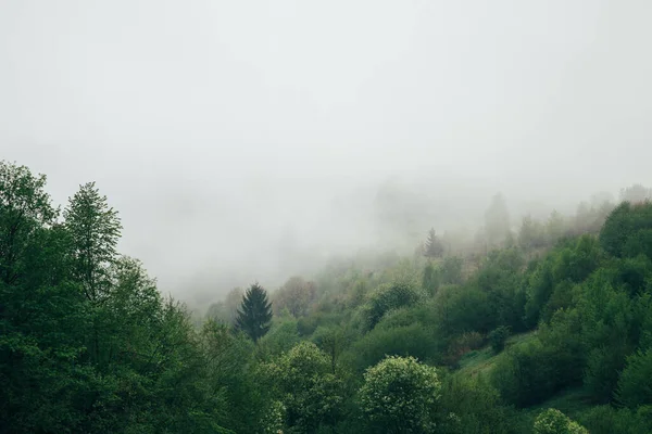 Bos Bedekt Met Een Mist Vroeg Ochtend Prachtige Natuur Berglandschap — Stockfoto