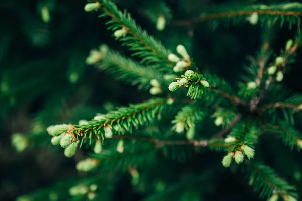 Young Fir Tree Needles Water Drops Horizontal Close Morning Dew — Stock Photo, Image