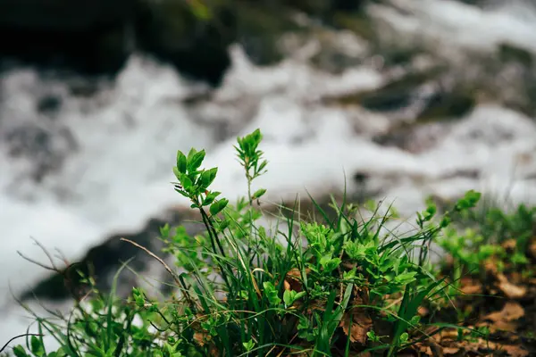 Close Green Plant Grass Bank Mountain River Forest Spring Blossom — Stock Photo, Image