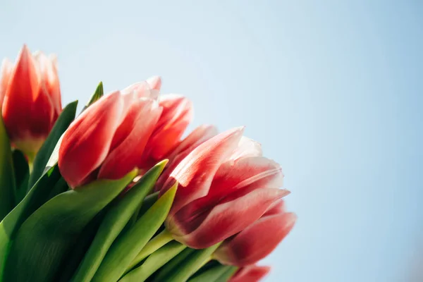 Bouquet Fresh Pink Tulips Blue Sky Background Bunch Flowers — Fotografia de Stock