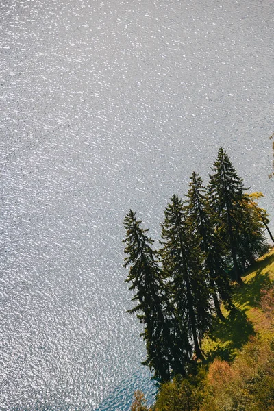Close Aerial View Lonely Fir Trees Clear Water Background Bank — Stockfoto
