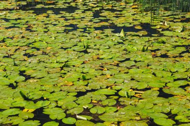 A nuphar lutea, the yellow water-lily or brandy-bottle at the water surface at Lake Skadar, National Park in Montenegro