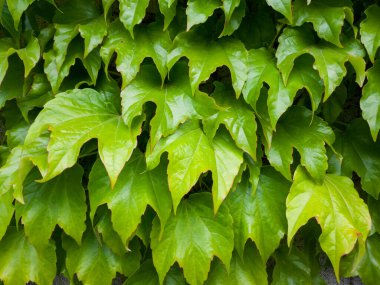 Close up of ivy leaves covering the wall, English ivy, European ivy. Natural green leaves wall background.