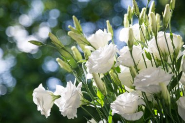 Close up of a bouquet of fresh white eustoma on a blur background sunny day. Bunch of flowers.