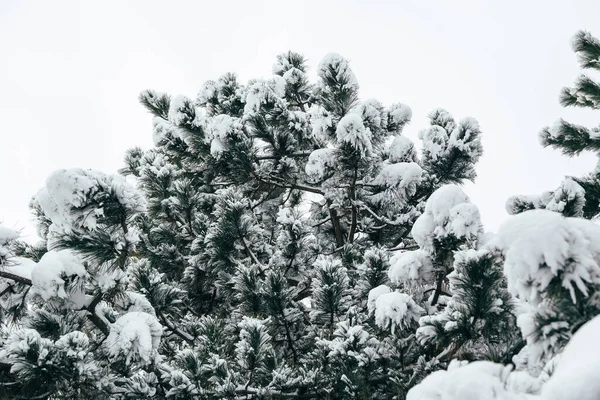 Pine Tree Branches Covered Deep Snow Winter Forest Real Winter — Stock fotografie