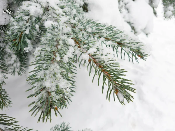 Nahaufnahme Von Tannenzweigen Die Winterwald Mit Schnee Bedeckt Sind Echter — Stockfoto