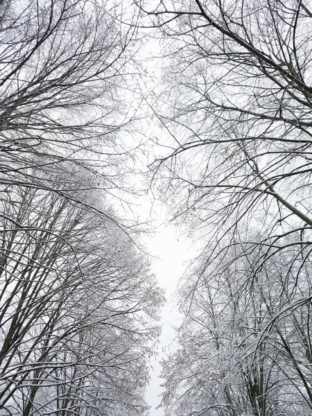 Snow Covered Trees Cloudy Sky Background Snowy Winter City Park — Stockfoto