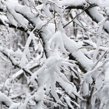 Close up of branches of trees covered with ice and snow, sleet load. Weather forecast concept. Snowy winter. Selective focus.