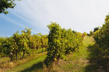 A beautiful view of vineyard in the Marche region, Italy. Nature background with vineyard in autumn harvest. Bright sunny day
