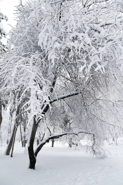 Trees Covered Ice Snow Sleet Load Weather Forecast Concept Snowy — Stockfoto