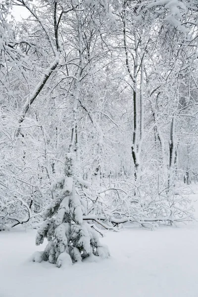 Kleine Einsame Kiefer Einem Schneebedeckten Winterwald Verschneiter Winter — Stockfoto