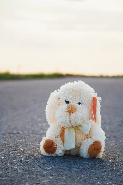 Lost Dog Toy Sitting Alone Asphalt Road — Stockfoto