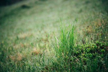 Sabahın erken saatlerinde sığ bir odak noktası olan dağlarda su damlalarıyla taze ve sık çimenleri kapayın. Bahar çiçeği arkaplanı.