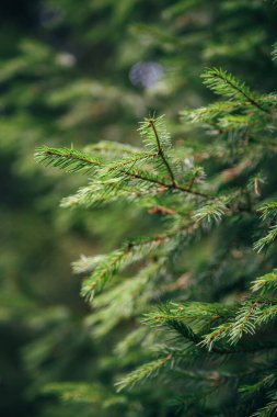 Close up of small young fir tree branches with forest at background. Spring blossom background. Image for agriculture, SPA, medical industries and diverse advertising materials.