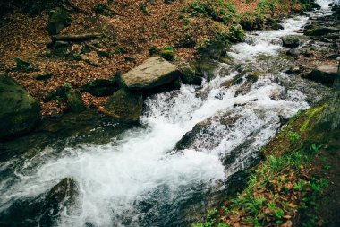 Karpat Dağları 'ndaki ormandaki soğuk, taze dağ nehri..