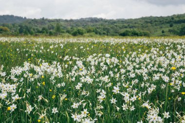 Doğal düzlüklerdeki doğal yaşam alanlarında çiçek açan yabani, dar yaprak narsislerine yakın. Ünlü Narcissus Valley, UNESCO 'nun uluslararası biyosfer rezervleri ağı. Ukrayna.