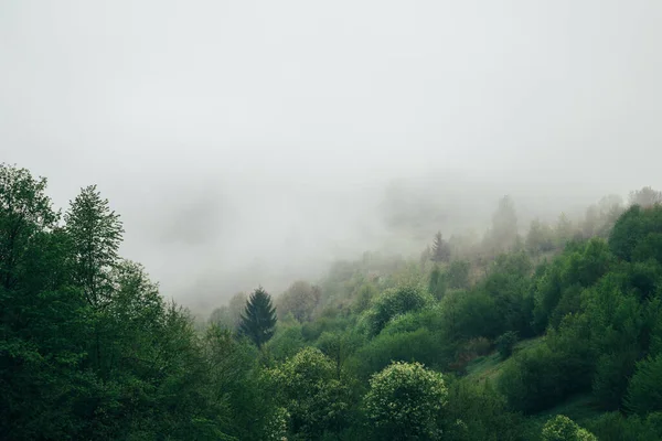 Bos Bedekt Met Een Mist Vroeg Ochtend Prachtige Natuur Berglandschap — Stockfoto