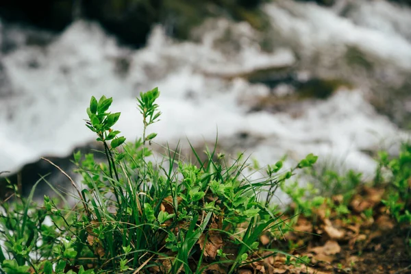 Close Green Plant Grass Bank Mountain River Forest Spring Blossom — Stock Photo, Image