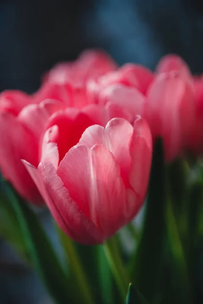 Bouquet Big Fresh Pink Tulips Outdoors Bunch Flowers — Stock Photo, Image