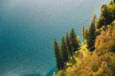 Close up aerial view of lonely fir trees on the clear blue water background on the bank of the lake Bled in Slovenia