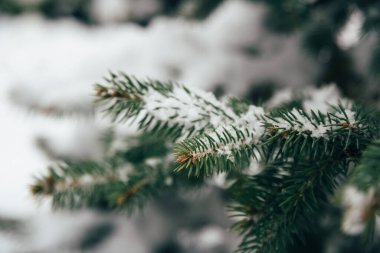 Kış ormanlarında karla kaplı köknar ağacının dalını kapatın. Gerçek kış ve Noel geçmişi.