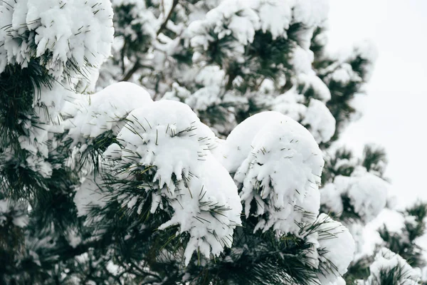 Close Pine Tree Branches Covered Deep Snow Winter Forest Real — Stock fotografie