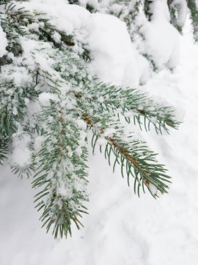 Kış ormanlarında karla kaplı köknar ağacının dalını kapatın. Gerçek kış ve Noel geçmişi.