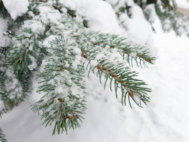Close up of fir tree branch covered with snow in winter forest. Real winter and Christmas background. Selective focus.