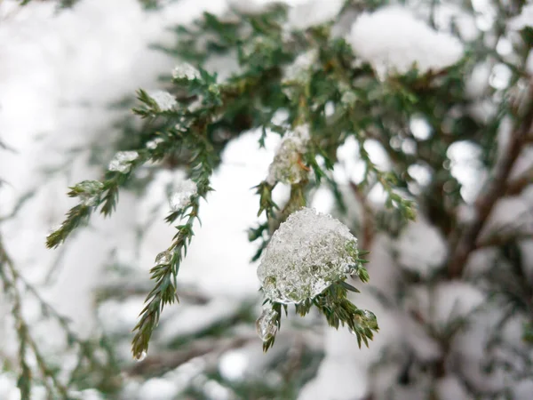 Close Thuja Branch Covered Ice Winter Forest Winter Background — Stock fotografie