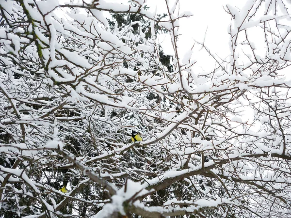 Snow Covered Trees Blue Tits Winter Park Snowy Winter City — Stockfoto