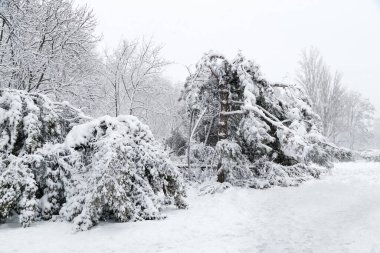 Falling fir and pine trees after sleet load and snow at snow-covered winter street in a city. Weather forecast concept. Snowy winter.
