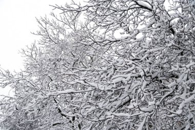 Close up of branches of trees covered with ice and snow, sleet load. Weather forecast concept. Snowy winter