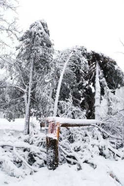 Falling conifer trees after sleet load and snow at snow-covered winter park in a city. Weather forecast concept. Snowy winter.