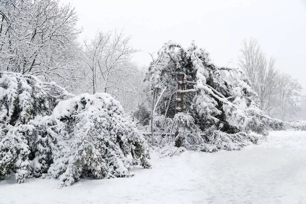 Falling fir and pine trees after sleet load and snow at snow-covered winter street in a city. Weather forecast concept. Snowy winter.