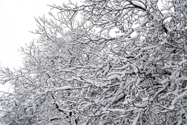 Close up of branches of trees covered with ice and snow, sleet load. Weather forecast concept. Snowy winter