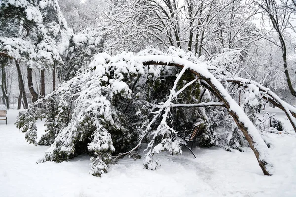 Falling Fir Pine Trees Sleet Load Snow Snow Covered Winter — Φωτογραφία Αρχείου