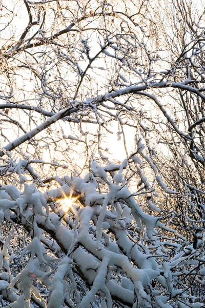 Close Branches Trees Covered Ice Snow Sun Background Sleet Load — Stock fotografie