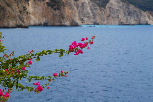 Bougainvillea Pink Flowers Fantastic Azure Sea Water Greek Island — Stock Photo, Image